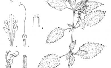 Teucrium viscidum 血見愁