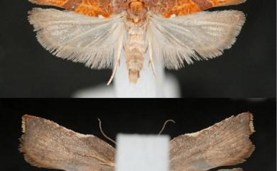 Acleris pulchella pulchella Kawabe, 1963 紅麗長翅捲蛾