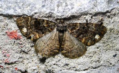 Parectropis subflava Bastelberger, 1909 雙白斑尺蛾