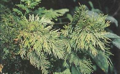 Selaginella involvens 密葉卷柏