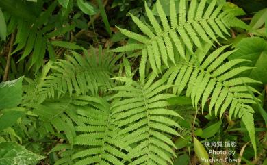 Christella parasitica 密毛小毛蕨