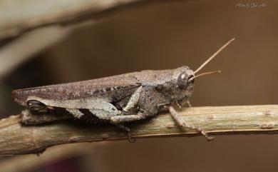 Xenocatantops brachycerus (Willemse, C., 1932) 短角外斑腿蝗