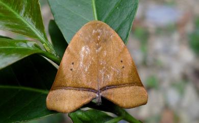 Carea varipes Walker, 1857 蓮霧赭瘤蛾