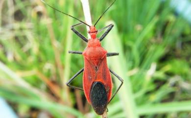 Cydnocoris russatus Stål, 1867 豔紅獵蝽