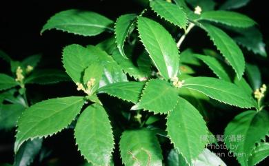 Sarcandra glabra (Thunb.) Nakai 草珊瑚