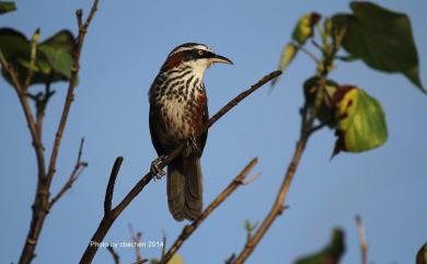 Pomatorhinus musicus Swinhoe, 1859 小彎嘴