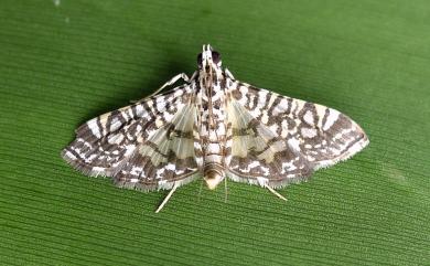 Glyphodes onychinalis (Guenée, 1854)