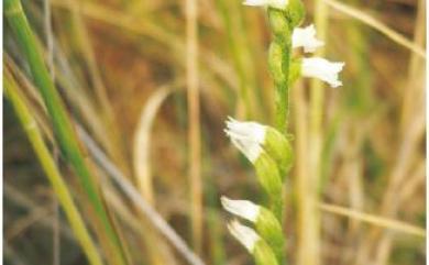 Spiranthes sinensis (Pers.) Ames 綬草