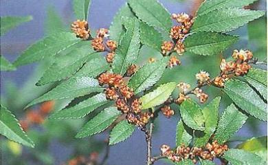 Ulmus parvifolia Jacq. 紅雞油