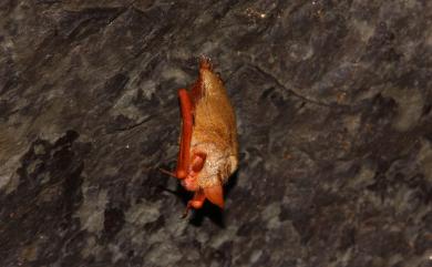 Myotis formosus flavus (Hodgson, 1835) 金黃鼠耳蝠