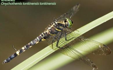 Onychothemis testacea tonkinensis Martin, 1904 琥珀蜻蜓