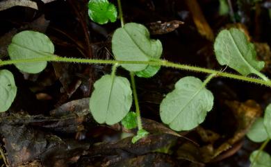 Trigonotis formosana var. elevatovenosa 臺北附地草