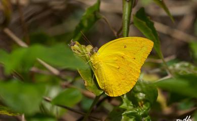 Catopsilia scylla cornelia (Fabricius, 1787) 黃裙遷粉蝶