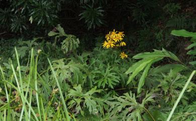 Ligularia japonica 大吳風草