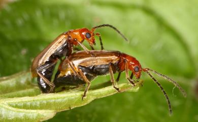 Haplosomoides changi Lee, Bezdek & Staines, 2011 黑腹脈翅螢金花蟲