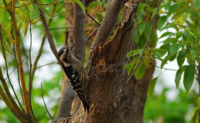 Dendrocopos canicapillus (Blyth, 1845) 小啄木