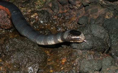 Laticauda colubrina (Schneider, 1799) 黃唇青斑海蛇