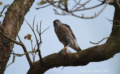 Accipiter trivirgatus formosae Mayr, 1949 鳳頭蒼鷹(台灣特有亞種)