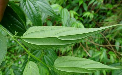 Trema cannabina 銳葉山黃麻