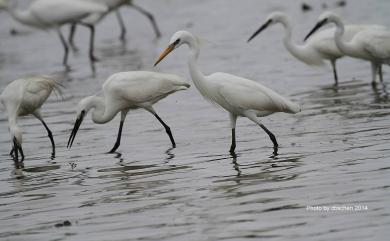 Egretta eulophotes (Swinhoe, 1860) 唐白鷺