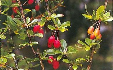 Berberis morrisonensis Hayata 玉山小檗