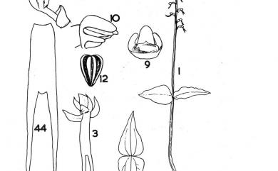 Neottia suzukii (Masam.) Szlach. 鈴木氏雙葉蘭