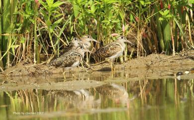 Rostratula benghalensis (Linnaeus, 1758) 彩鷸