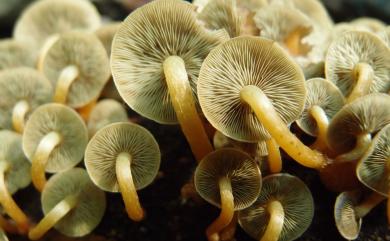 Hypholoma fasciculare (Huds.) P. Kumm. 1871 簇生垂幕菇