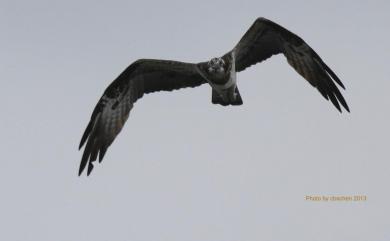 Pandion haliaetus haliaetus (Linnaeus, 1758) 魚鷹