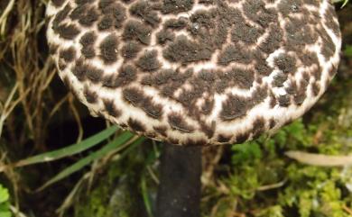 Strobilomyces strobilaceus (Scop.:Fr.) Berk. 松塔牛肝菌