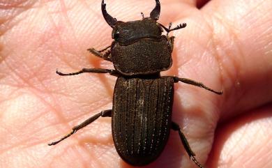 Dorcus taiwanicus Nakane et Makino,1985 臺灣鏽鍬形蟲