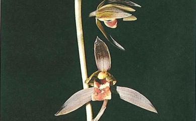 Cymbidium sinense 報歲蘭