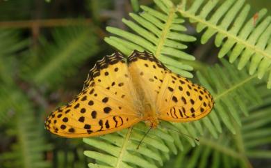 Argynnis hyperbius (Linnaeus, 1763) 斐豹蛺蝶