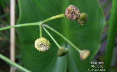 Alisma canaliculatum A.Braun & C.D.Bouché 澤瀉