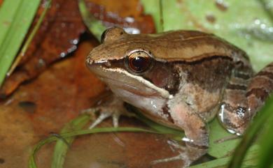 Nidirana okinavana (Boettger, 1895) 豎琴蛙