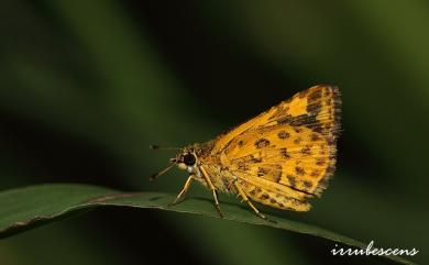 Ampittia dioscorides etura (Mabille, 1891) 小黃星弄蝶