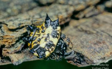 Gasteracantha kuhli C. L. Koch, 1837 古氏棘蛛