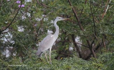 Ardea cinerea jouyi Clark, 1907 蒼鷺