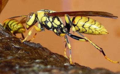Polistes rothneyi Cameron, 1900 黑紋長腳蜂