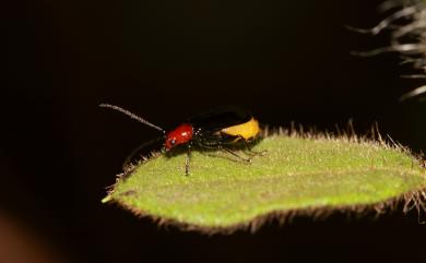 Cerophysa nigripennis (Kimoto, 1966) 直角熙螢金花蟲