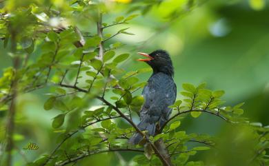 Hypsipetes leucocephalus nigerrimus (Gould, 1863) 紅嘴黑鵯(台灣亞種)