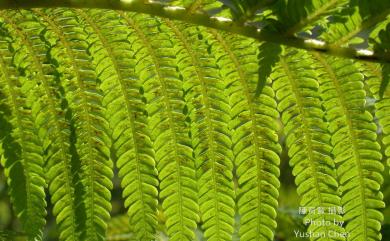 Sphaeropteris lepifera (J.Sm. ex Hook.) R.M.Tryon 筆筒樹