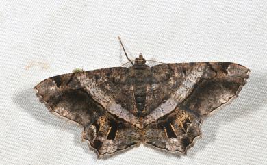 Chiasmia eleonora (Cramer, 1780)