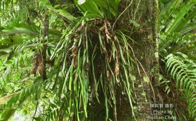 Haplopteris flexuosa 書帶蕨