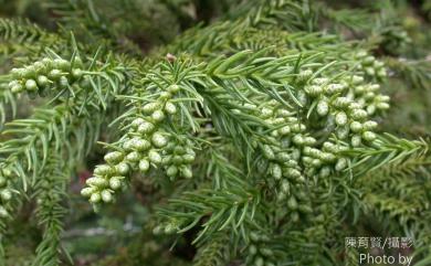 Cryptomeria japonica (Thunb. ex L.f.) D.Don 柳杉