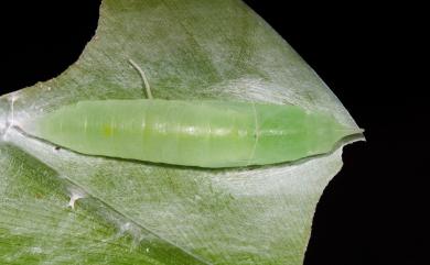 Notocrypta feisthamelii alinkara Fruhstorfer, 1911 連紋袖弄蝶(菲律賓亞種)