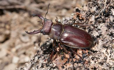 Lucanus kanoi kanoi Kurosawa, 1966 鹿野深山鍬形蟲