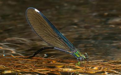 Matrona cyanoptera Hämäläinen & Yeh, 2000 白痣珈蟌