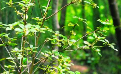 Litsea rotundifolia var. oblongifolia (Nees) C.K. Allen 橢圓葉木薑子