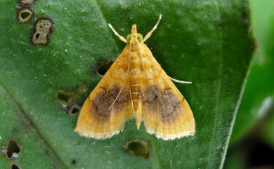 Mabra eryxalis Walker, 1859